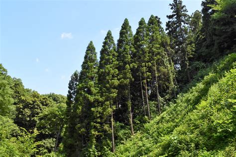 杉種類|スギ／すぎ／杉